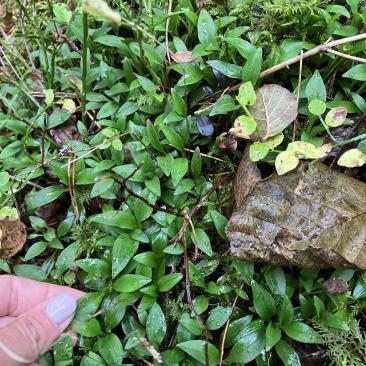 Knärot en rödlistad art