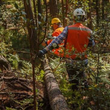 Skogsarbetare i Mexico