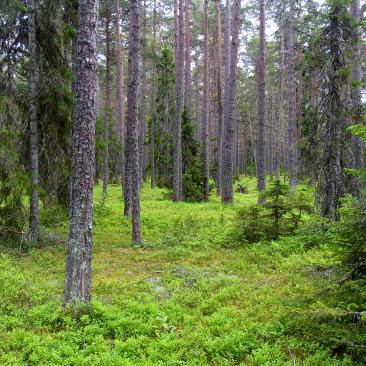 Svensk skog