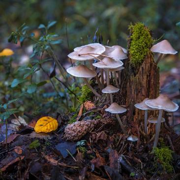 Genrebild på svampar som växer på en stubbe