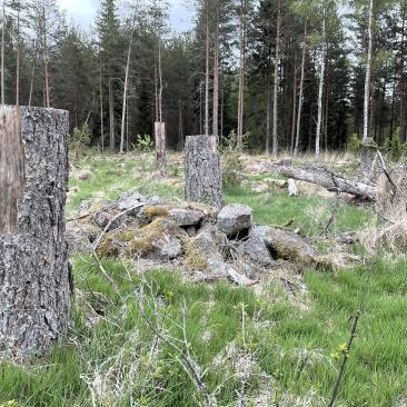Kulturstubbar lämnade vid fornlämningar vid avverkning