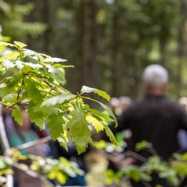 Människor som möts i skogen